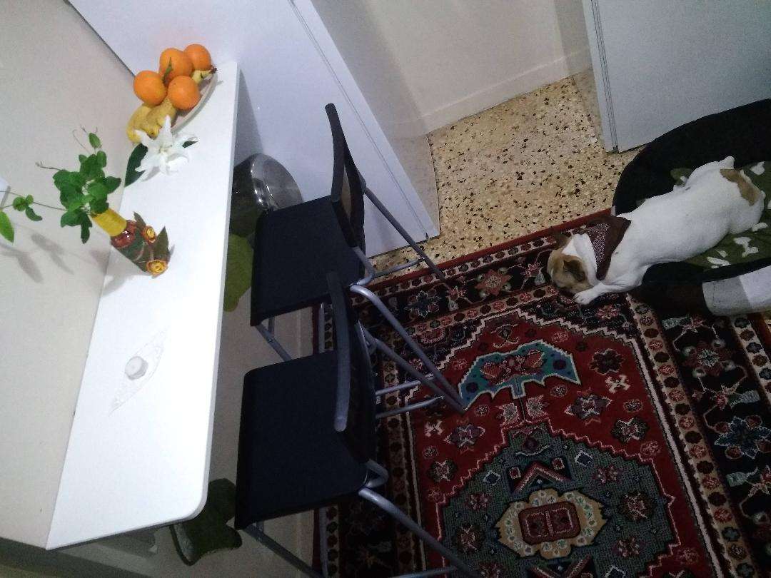 Francia bulldog a konyhában kirakós online