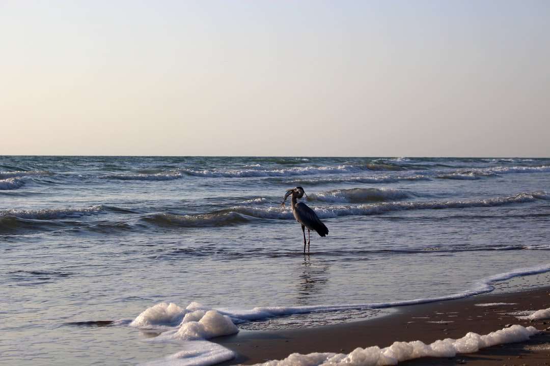 oiseau noir et blanc sur la plage de la plage pendant la journée puzzle en ligne