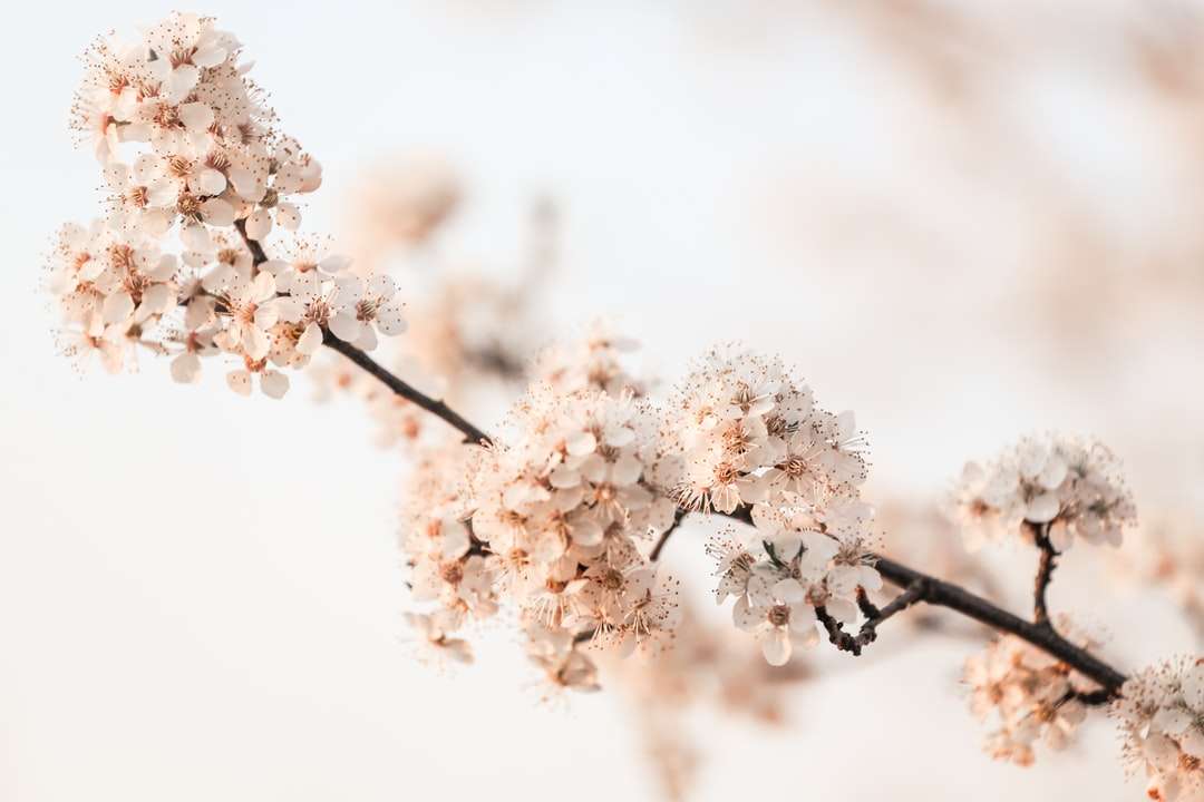 Flor de cerejeira branca em close-up fotografia quebra-cabeças online