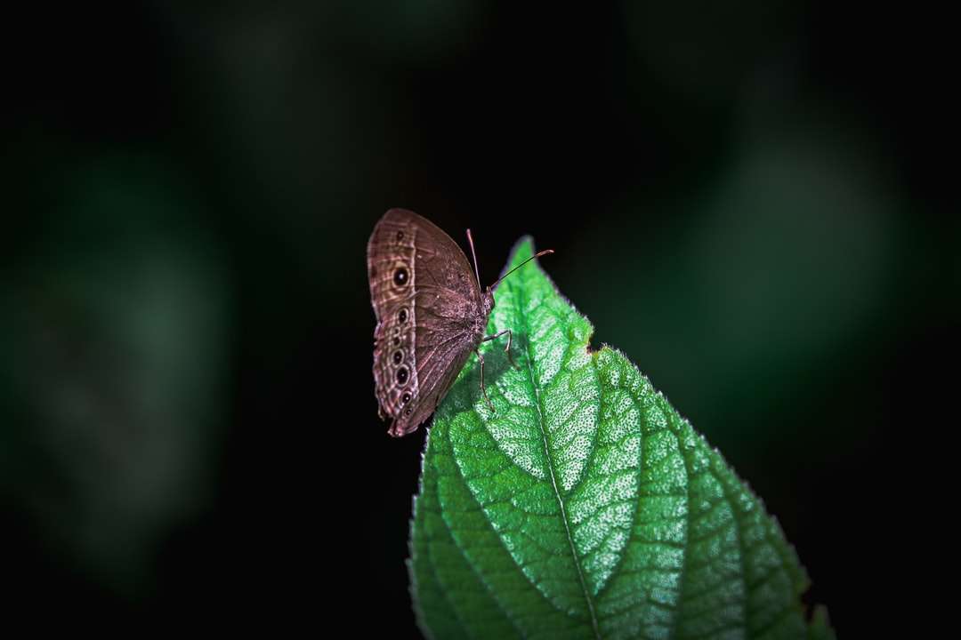 Barna pillangó zöld levélben kirakós online