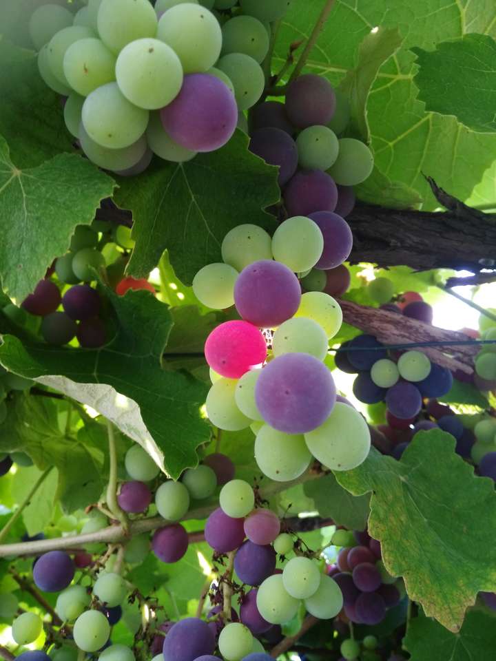 Bordighera szőlő kirakós online