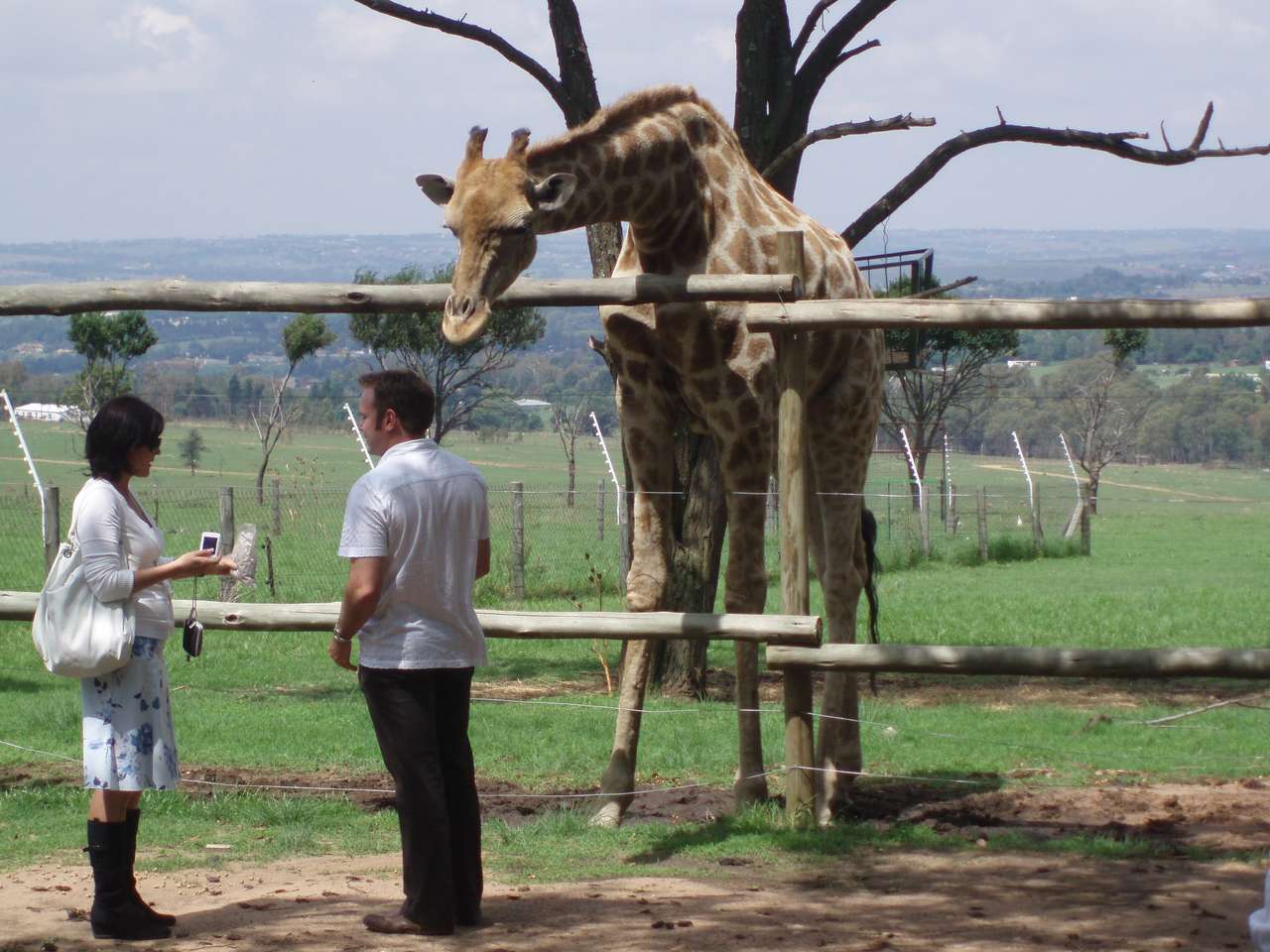 Žirafa v parku online puzzle