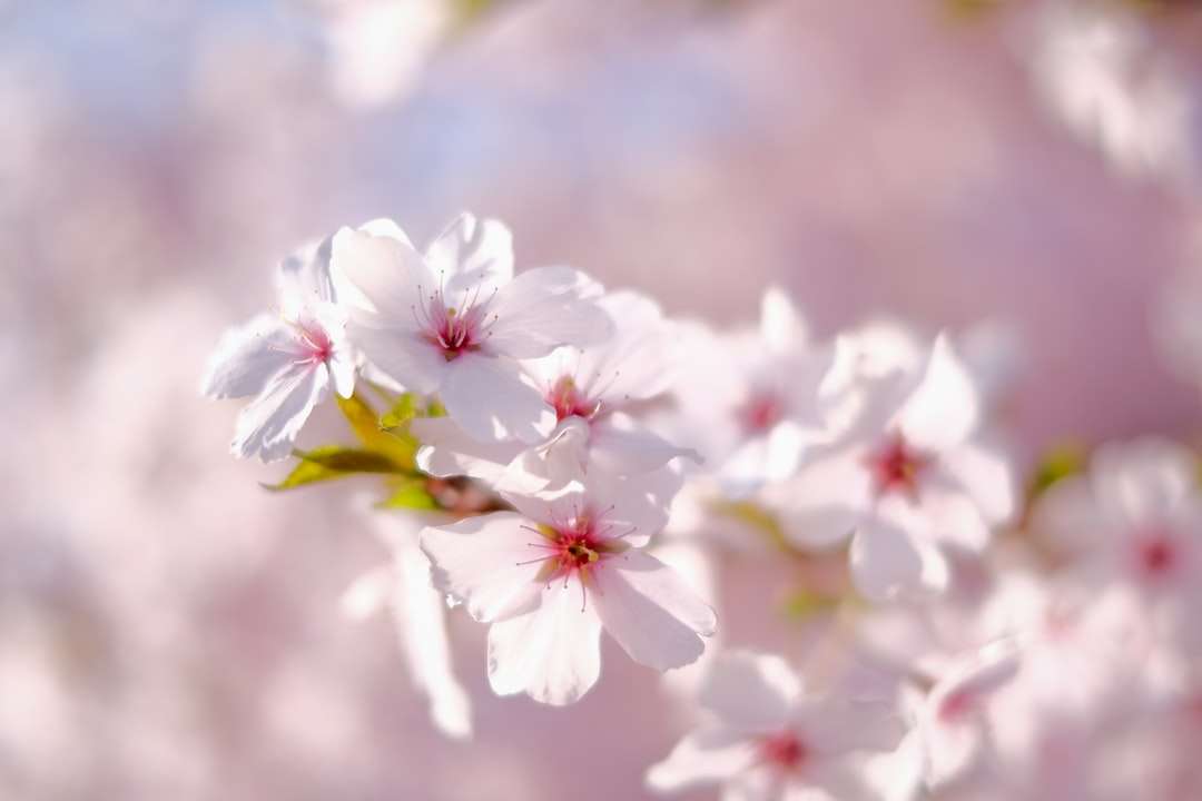 Witte en roze kersenbloesem in close-up fotografie online puzzel