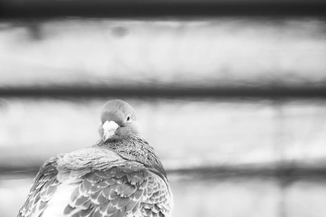 szürkeárnyalatos fotó madár a fa ágon kirakós online