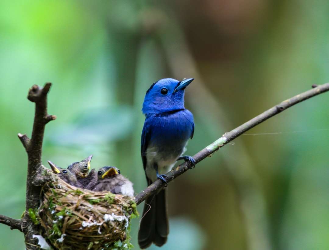 Blauer Vogel auf braunem Nest Online-Puzzle
