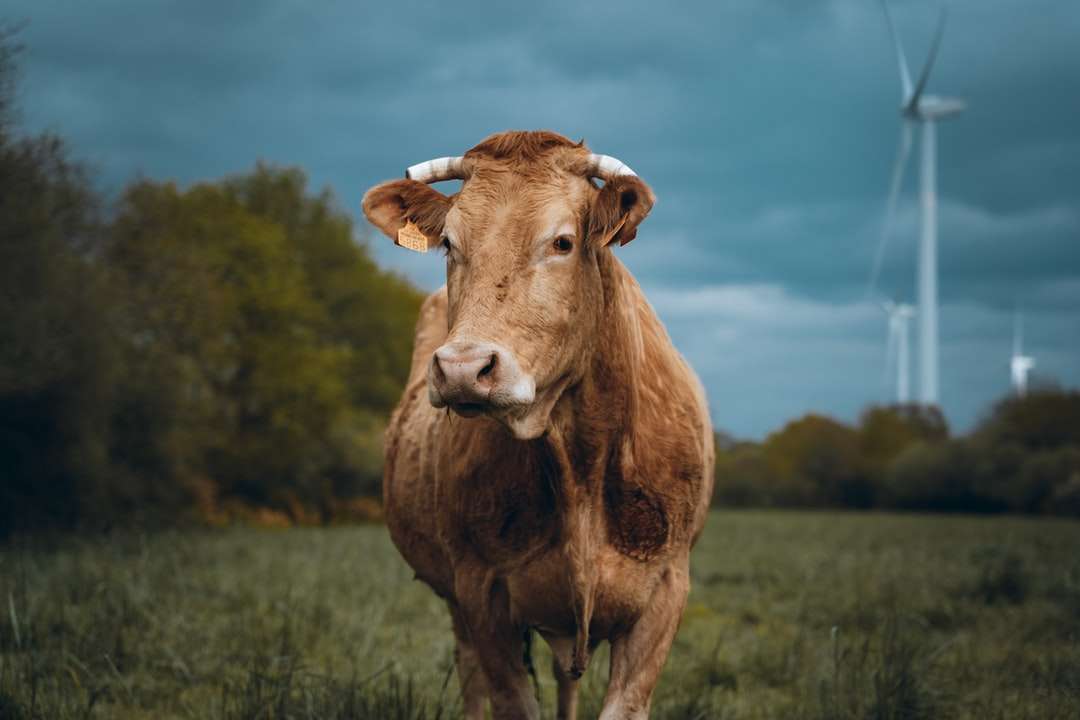 Vaca marrón en el campo de hierba verde bajo el cielo azul durante el día rompecabezas en línea