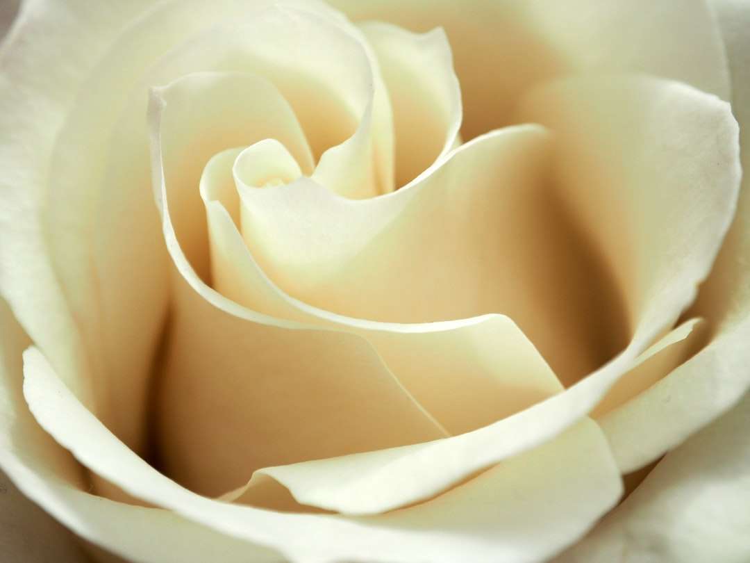 Бялата роза в затворена фотография онлайн пъзел