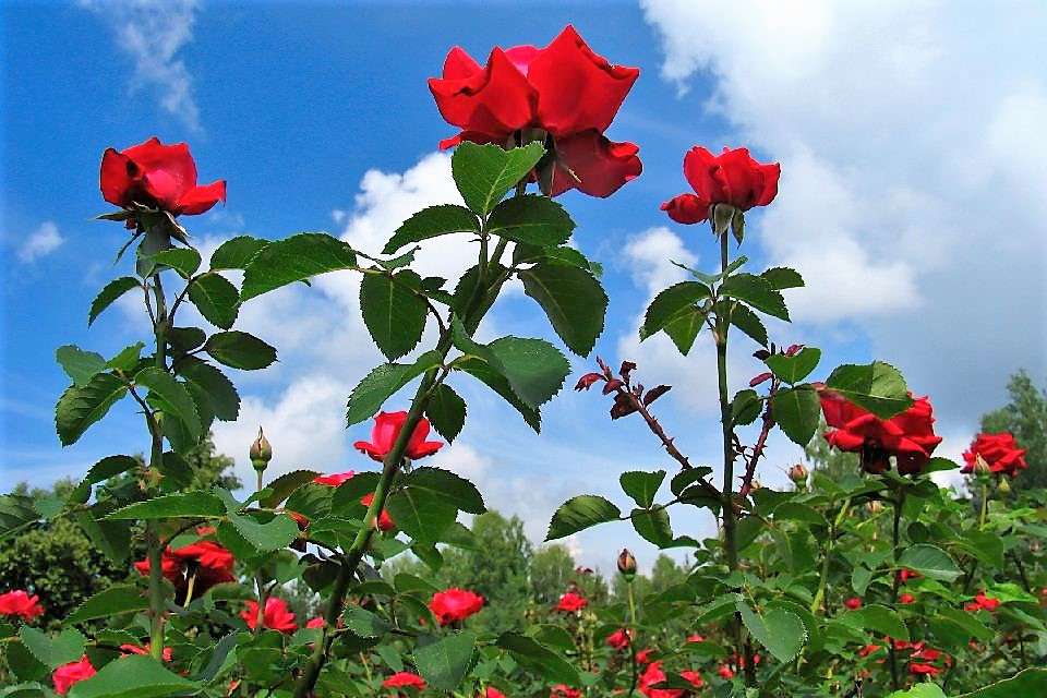 Долина троянд Поля троянд у Болгарії онлайн пазл