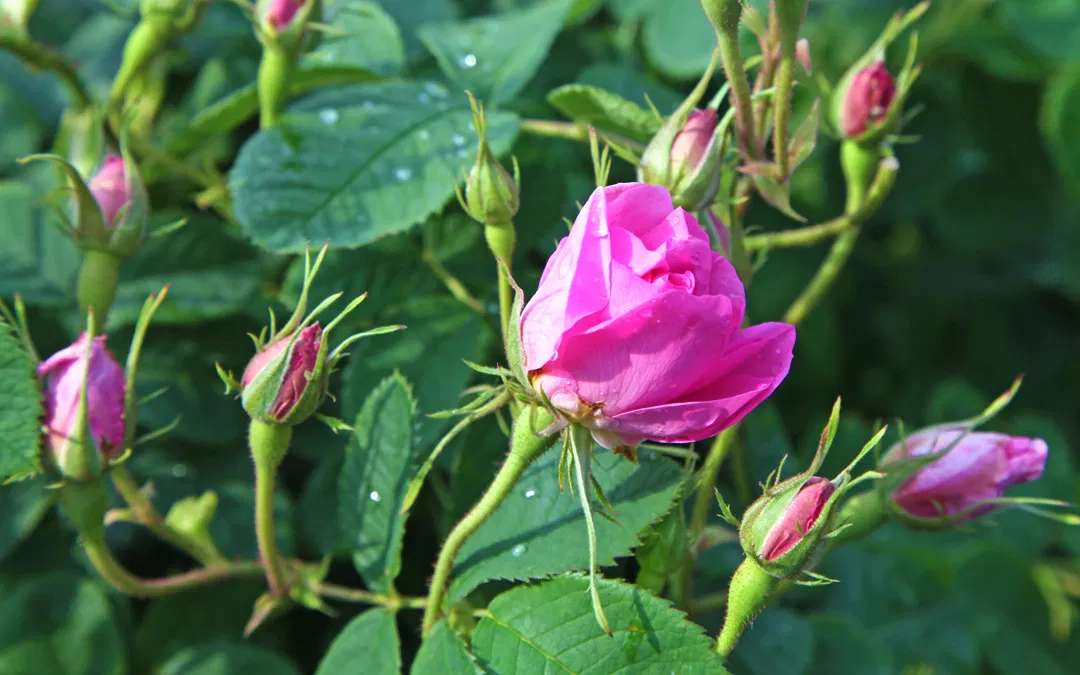 Tal der Rosen Rosenfelder in Bulgarien Puzzlespiel online