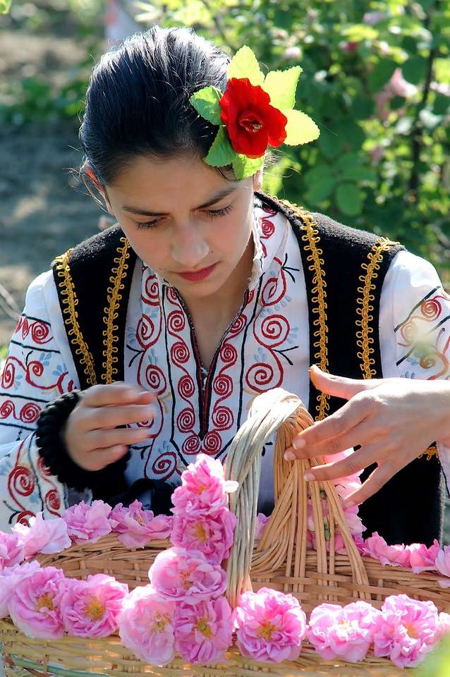 Valley of roses rose harvest in Bulgaria online puzzle