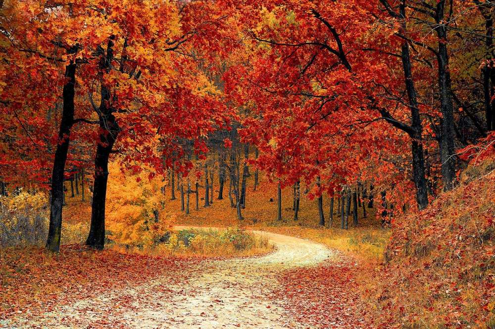 Herbstlandschaft. Puzzlespiel online