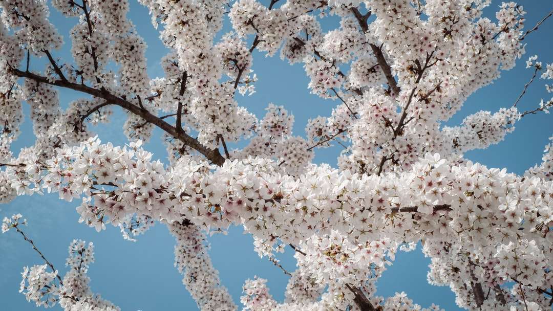 Bílý třešňový květ strom pod modrou oblohou během dne skládačky online