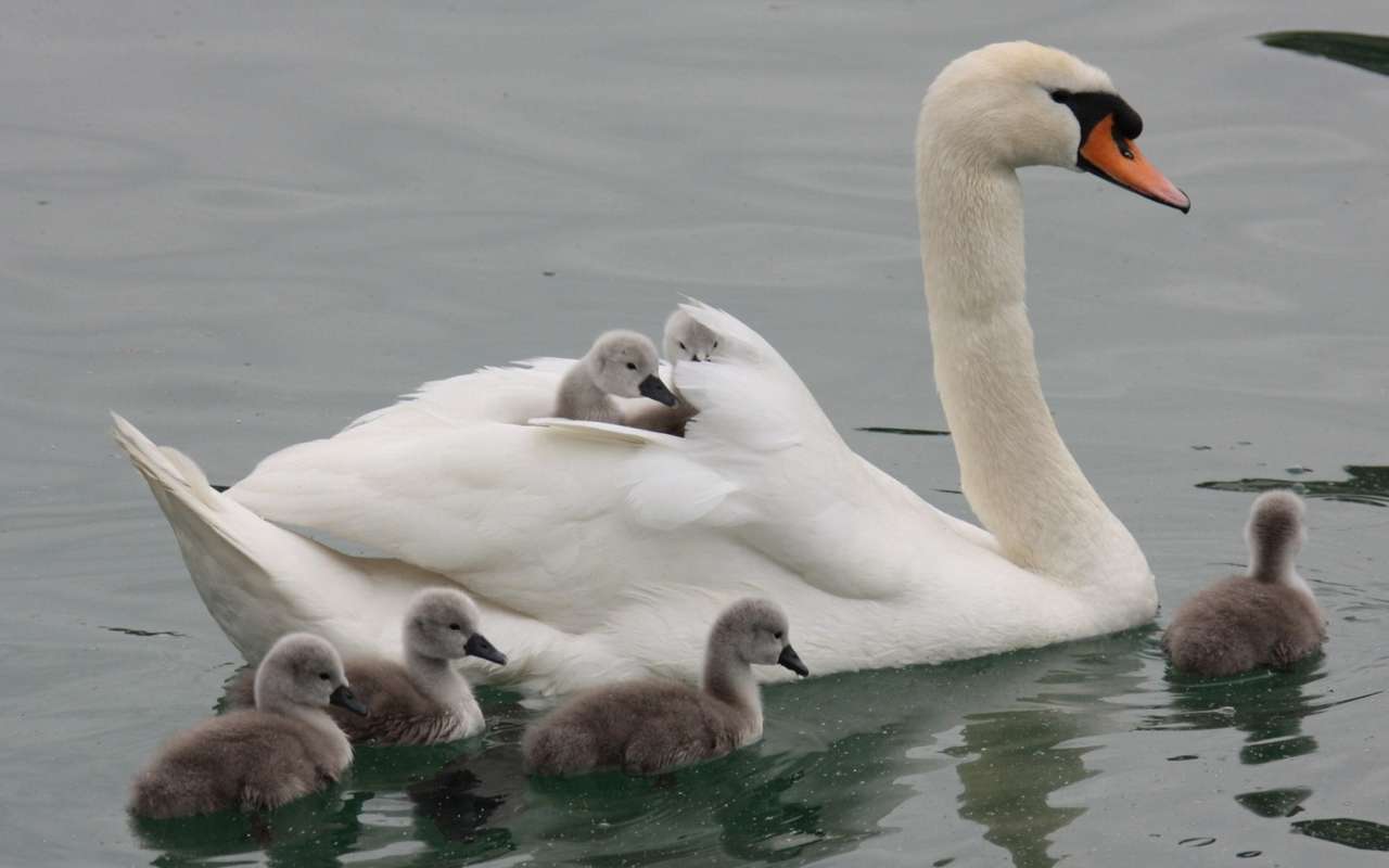 "Swans" Pussel online