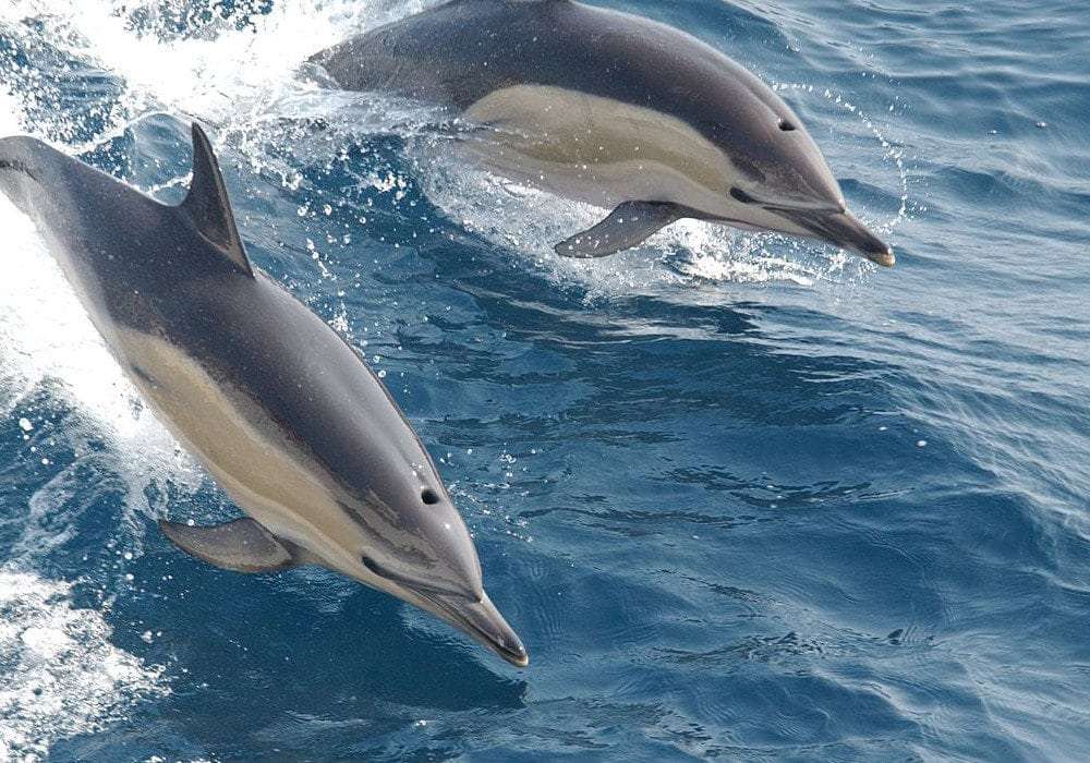 Dolphins in New Zealand jigsaw puzzle online
