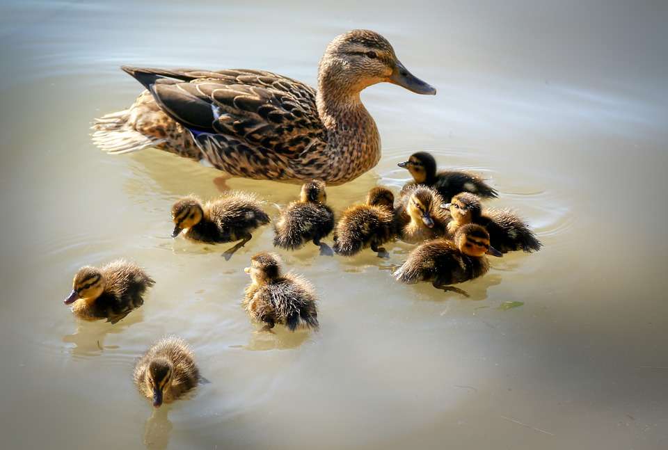 floating ducklings online puzzle