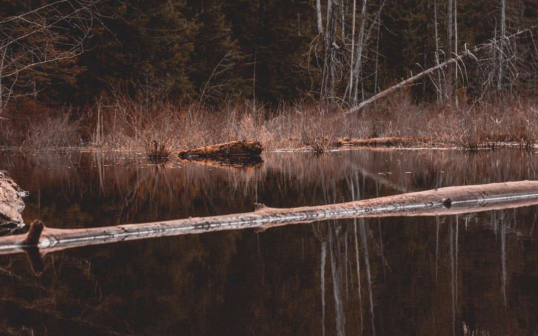 Brun trä docka på sjön under dagtid Pussel online