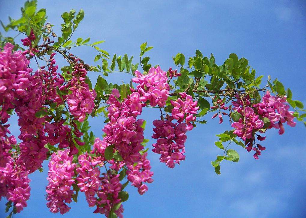 Akacja blooming pink online puzzle