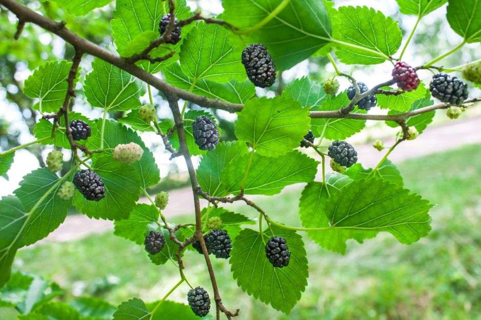 Mulberry, Mulberry, Mulberry παζλ online