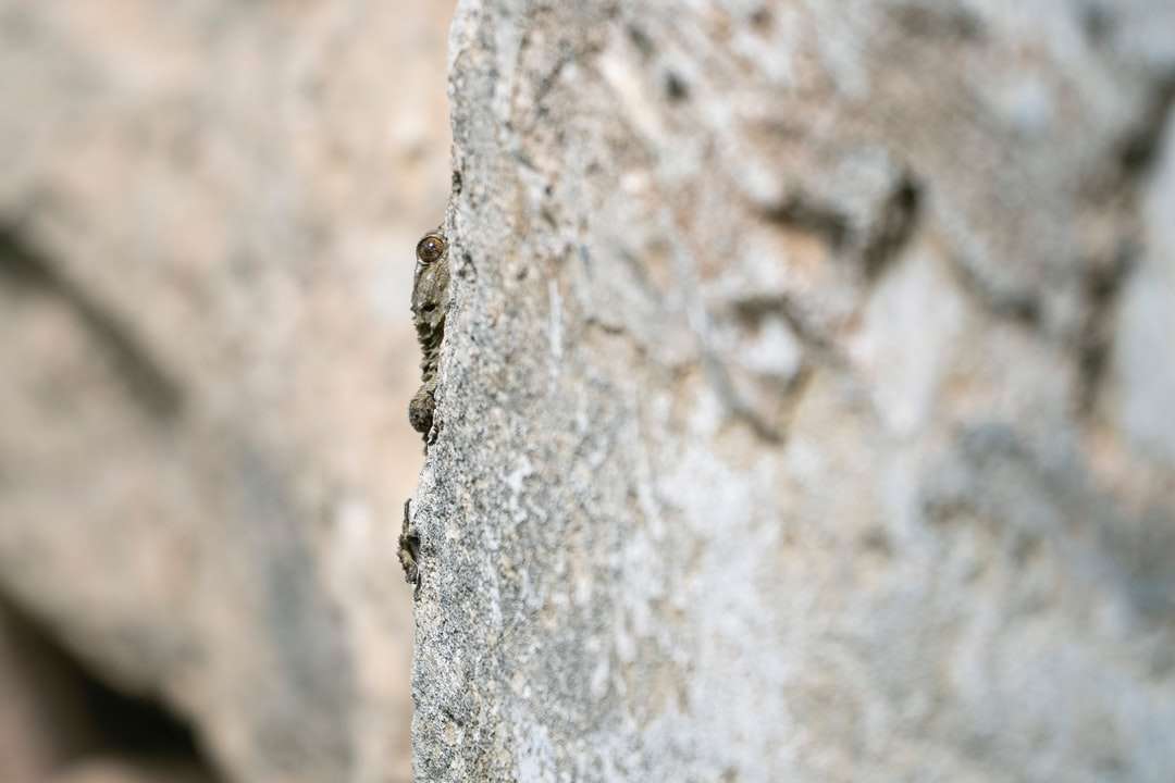 коричнево-чорна комаха на сірій бетонній стіні онлайн пазл