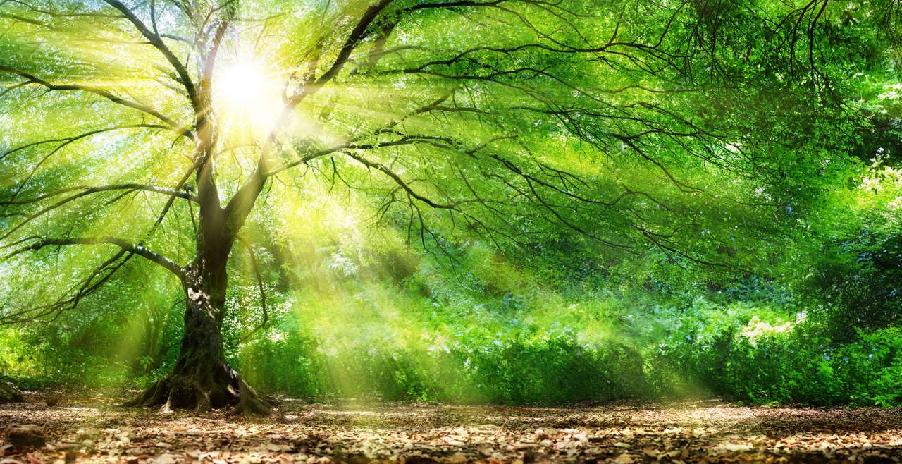 Солнце и дерево онлайн-пазл