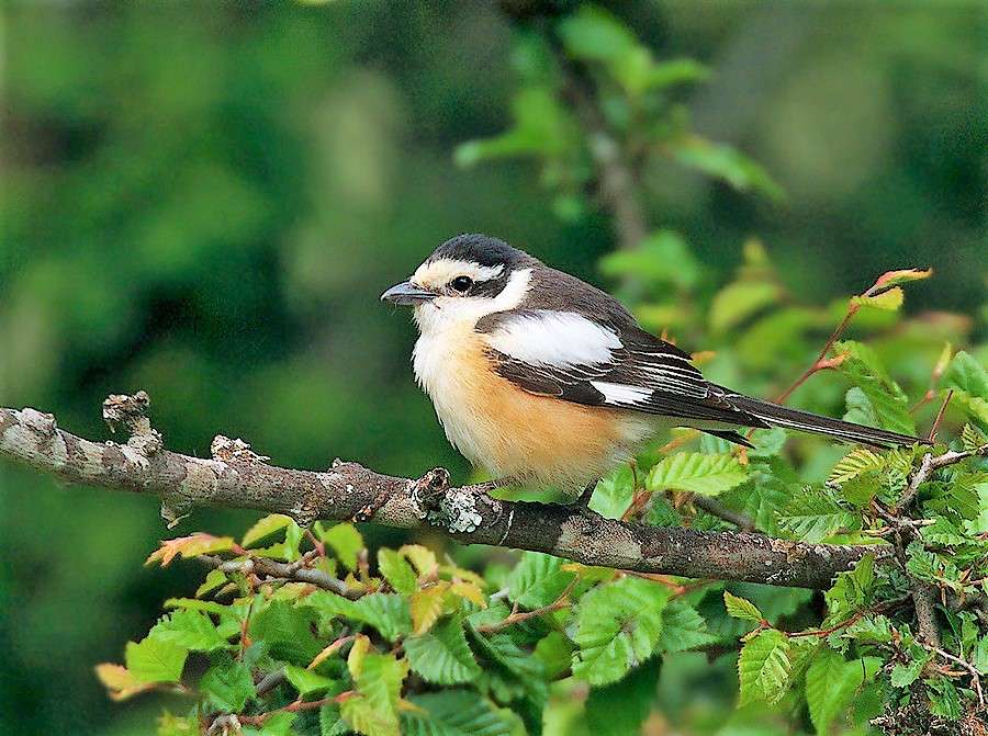 Vogelwereld in Bulgarije legpuzzel online