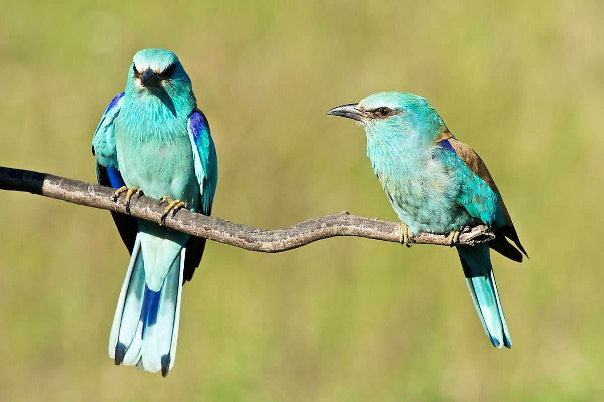 Mundo de aves en Bulgaria rompecabezas en línea