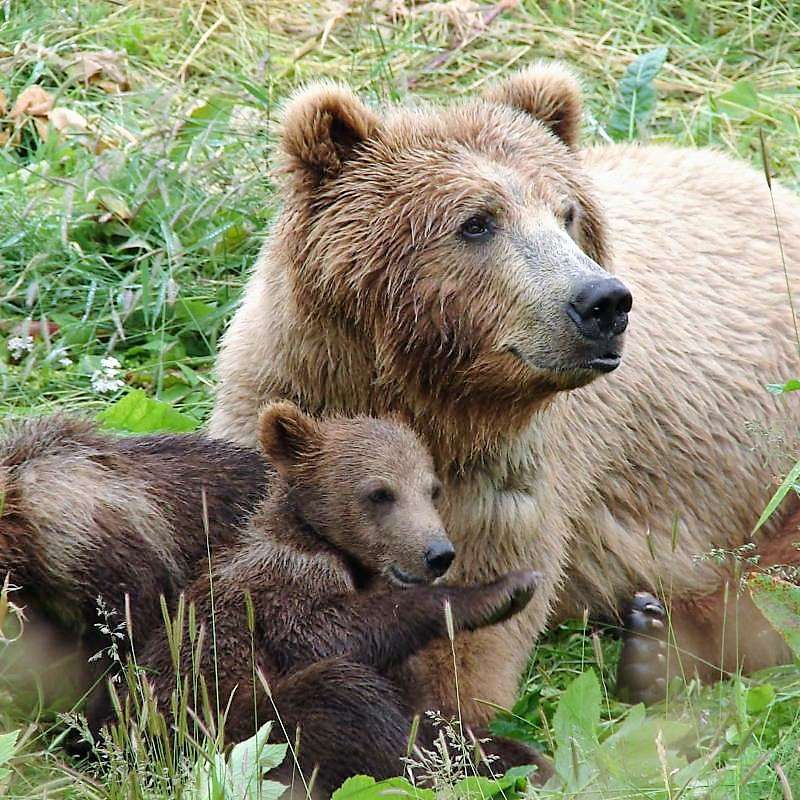 Αρκούδα οικογένεια στη Βουλγαρία παζλ online