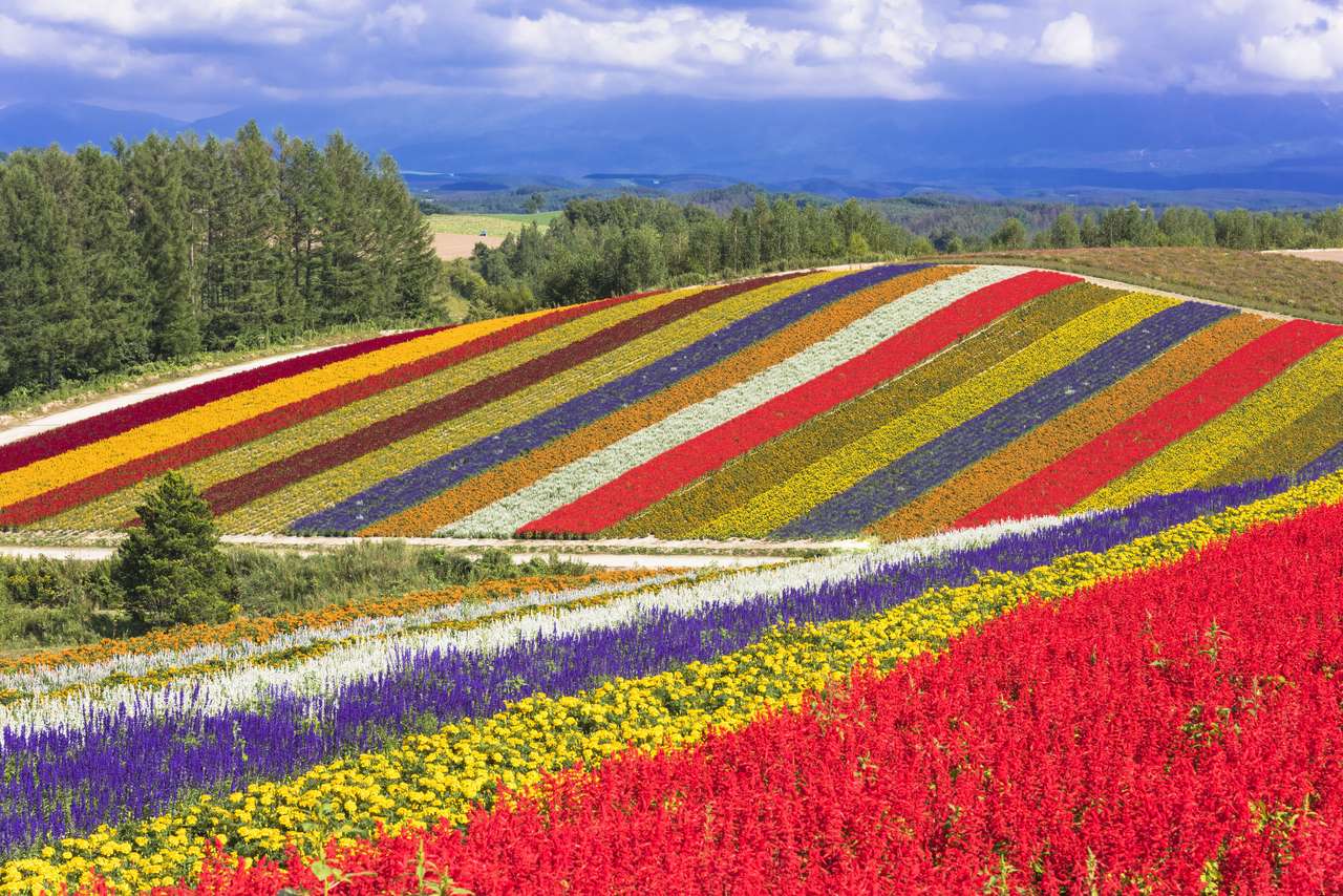 Colored field jigsaw puzzle online