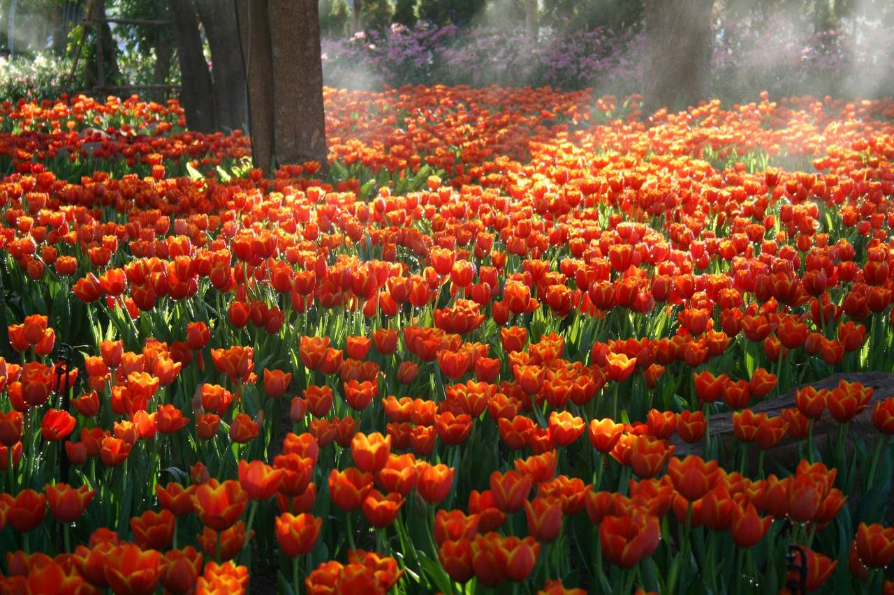 Campo di tulipano puzzle online