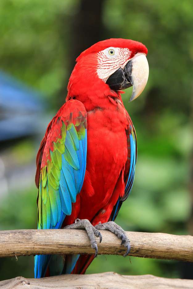 Roter Macaw. Online-Puzzle