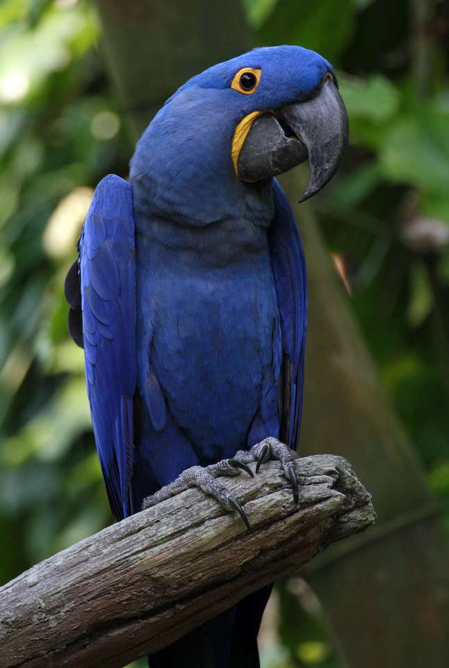 Blauer macaw Puzzlespiel online