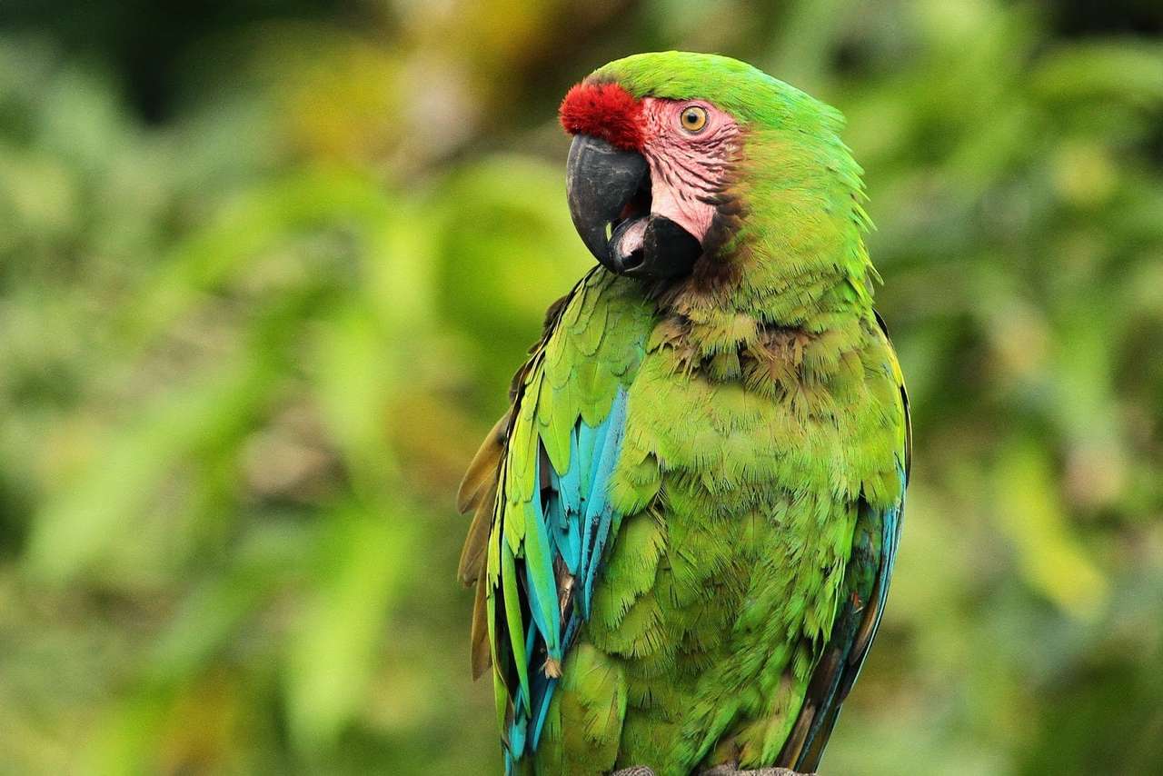 grüner Macaw. Online-Puzzle
