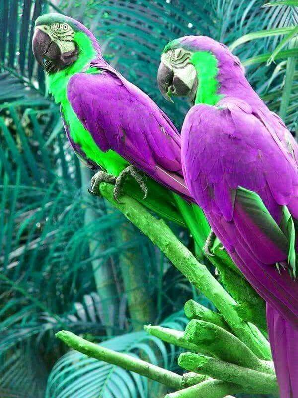 Lila macaws. online puzzle