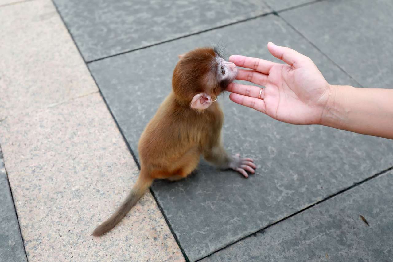 Tiny maimuță puzzle online