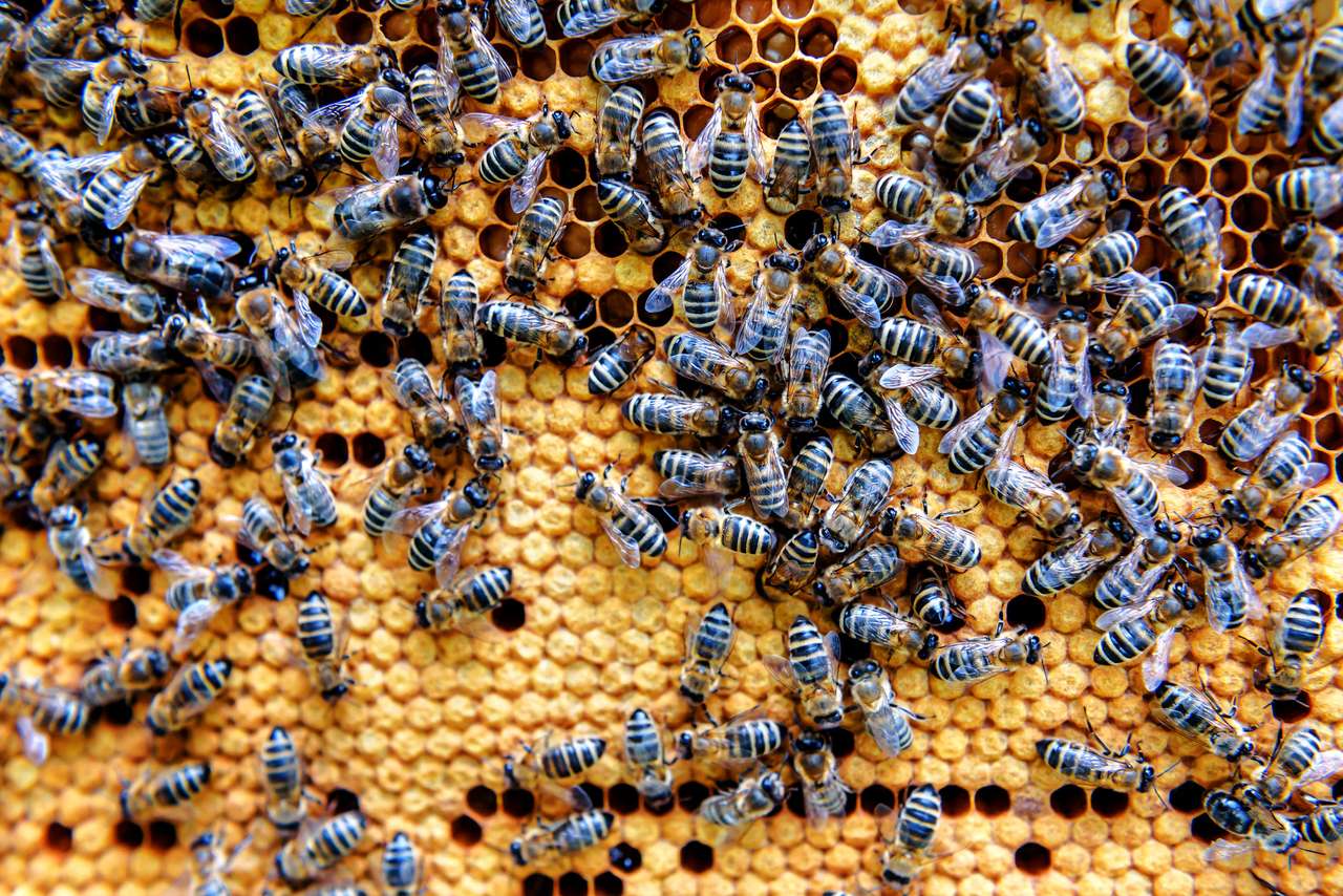 Las abejas hacen miel rompecabezas en línea