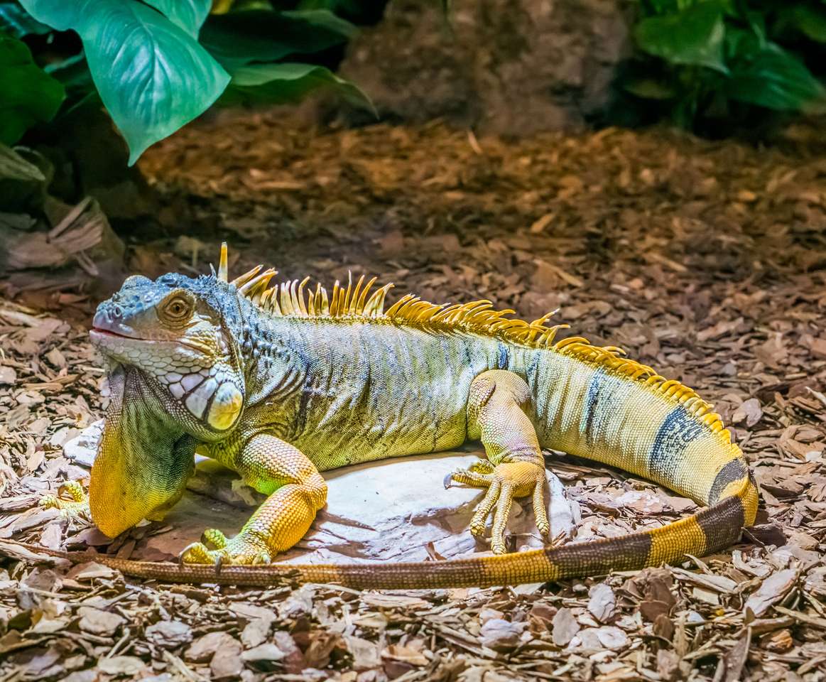 Iguana colorida puzzle online