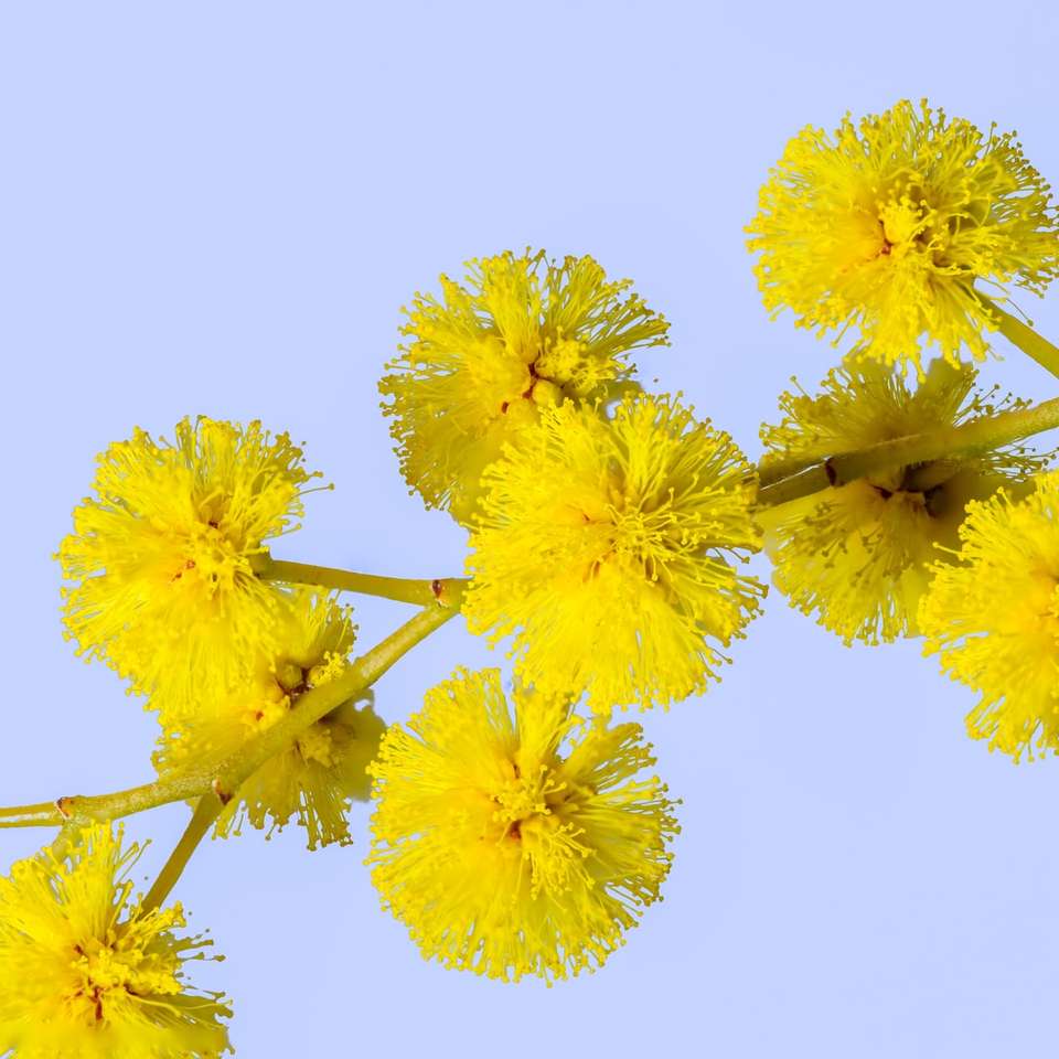 Κίτρινα λουλούδια σε λευκό φόντο παζλ online
