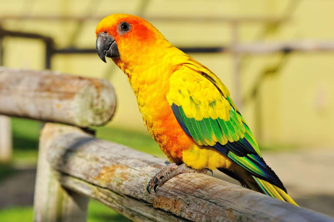 Gele papegaai legpuzzel online