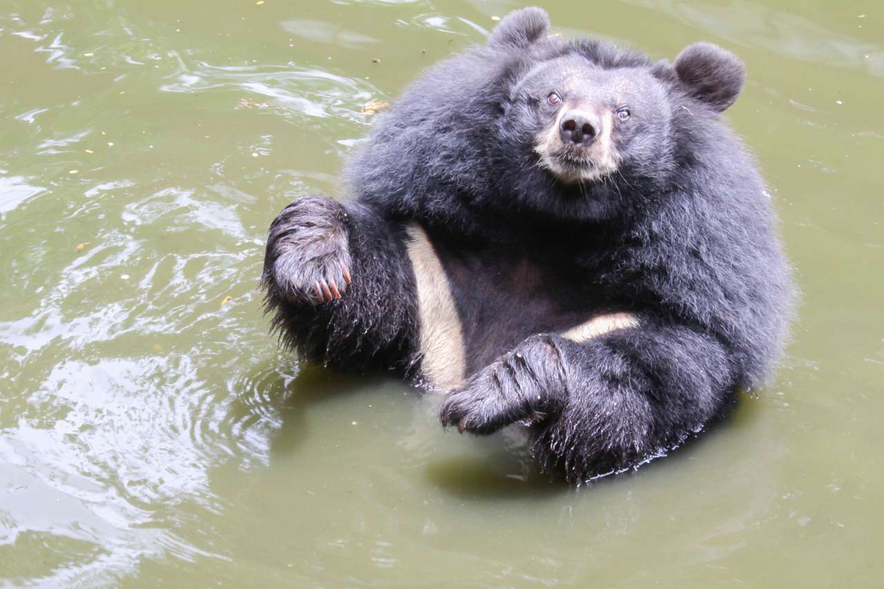Ασιατική αρκούδα παζλ online