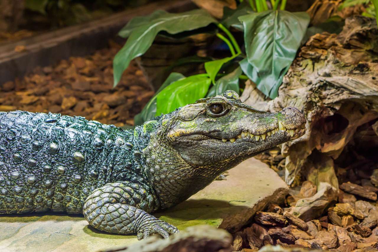 Alligator se uită puzzle online