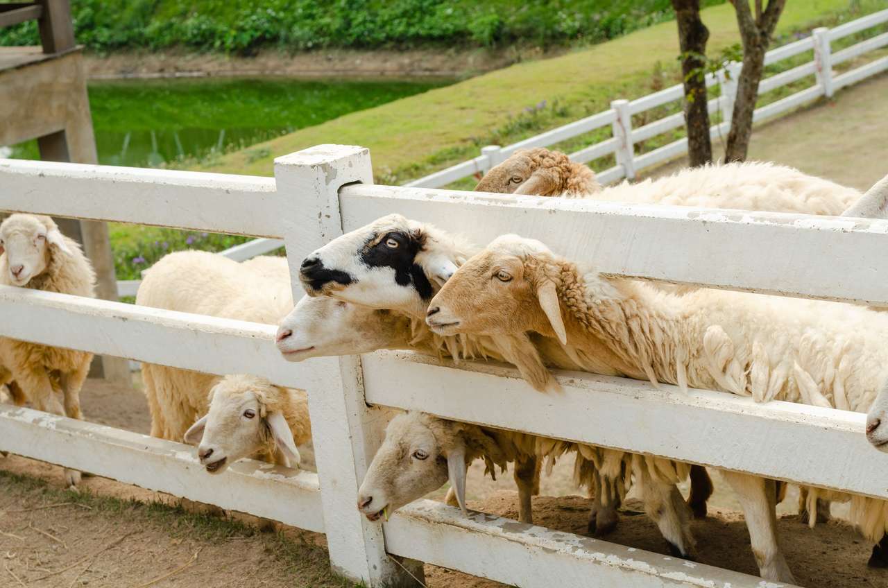 Овцы во дворе онлайн-пазл
