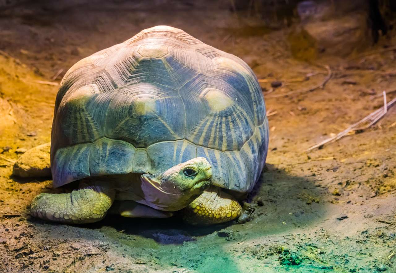 Grote schildpad online puzzel