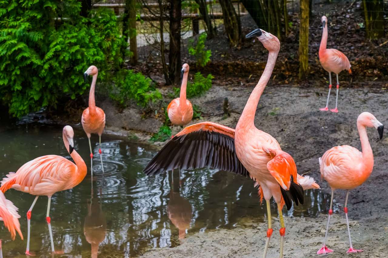 Flamingos chiliens puzzle en ligne