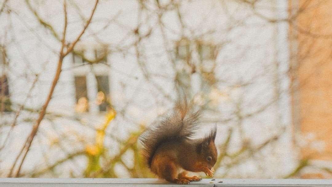 Braunes Eichhörnchen auf Baumast während der Tageszeit Puzzlespiel online