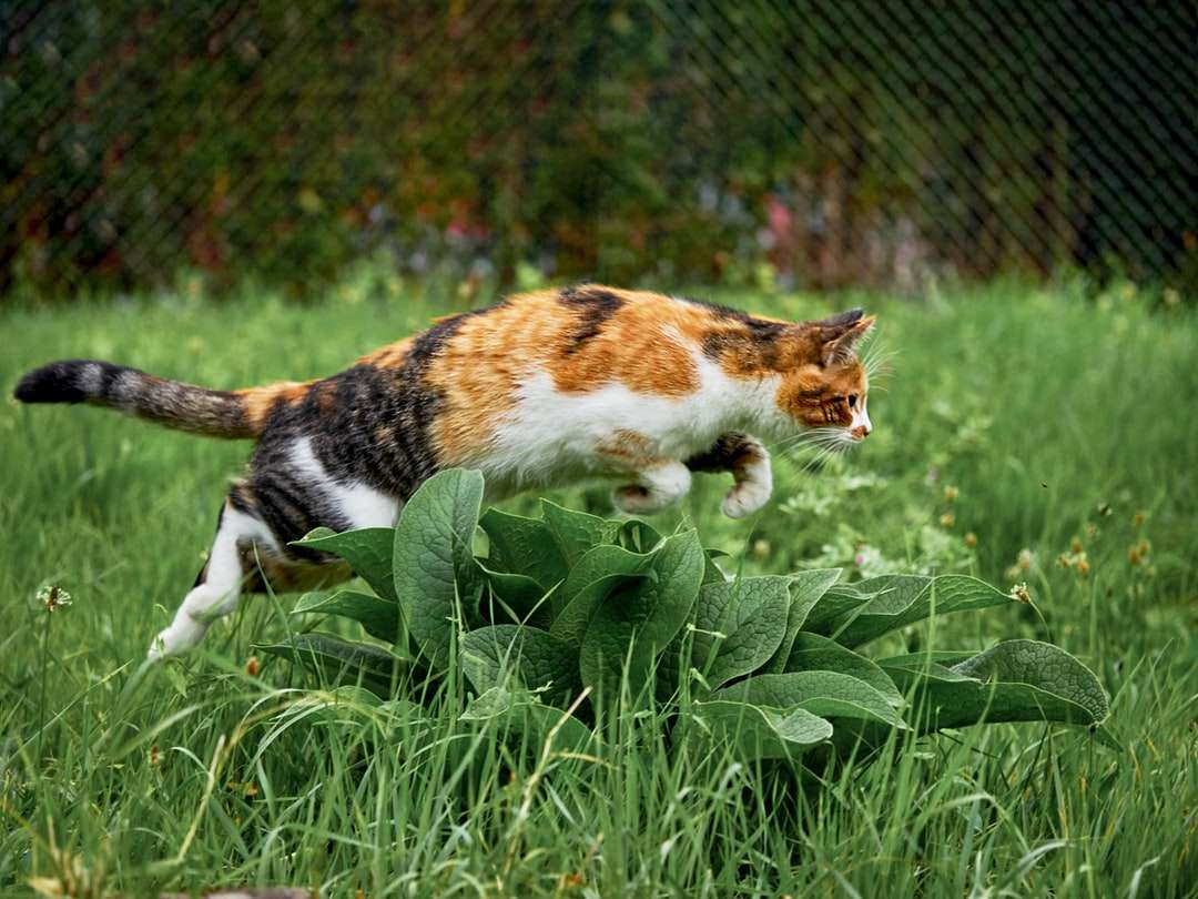Gato calico en hierba verde durante el día rompecabezas en línea