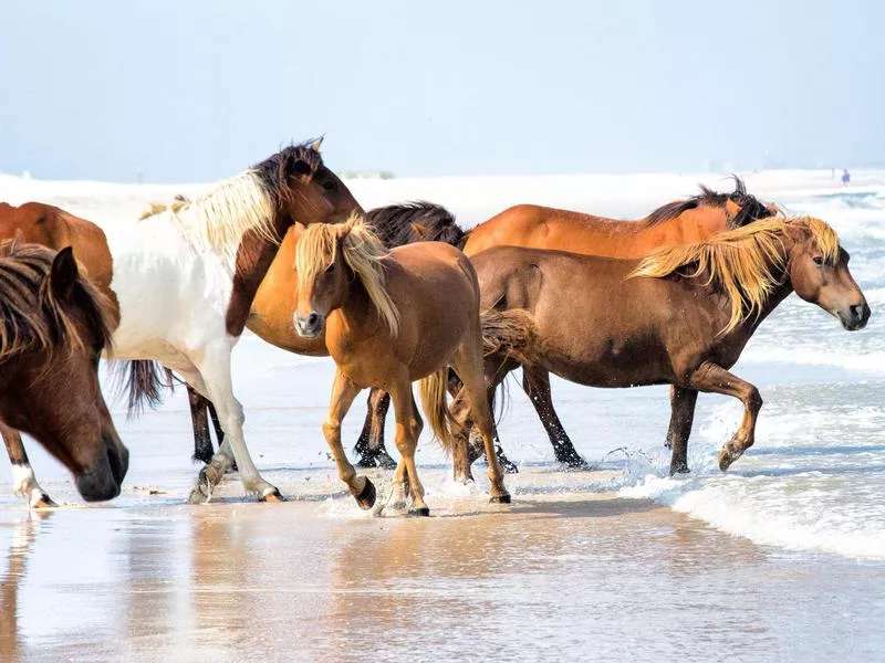 Paarden aan de kust online puzzel