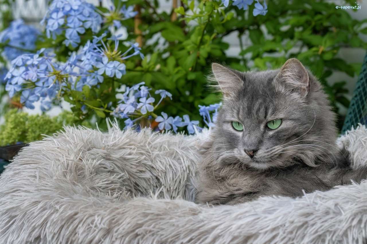 Gatito gris en una manta peluda rompecabezas en línea