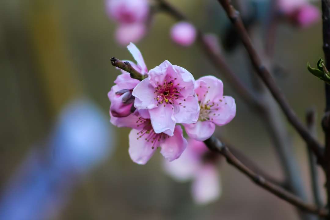 рожевий вишневий цвіт у крупним планом фотографії пазл онлайн