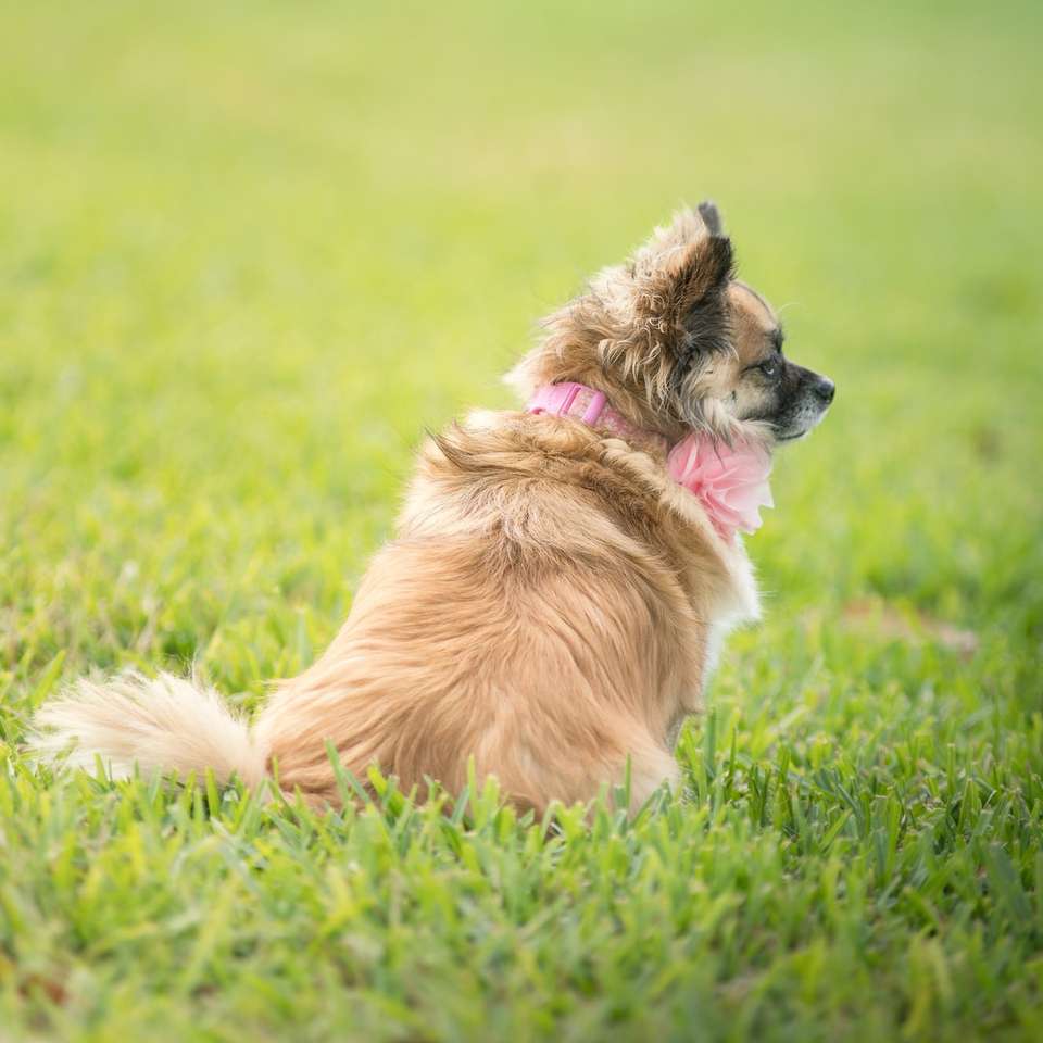 Cão pequeno de casaco longo marrom e branco no campo de grama verde quebra-cabeças online