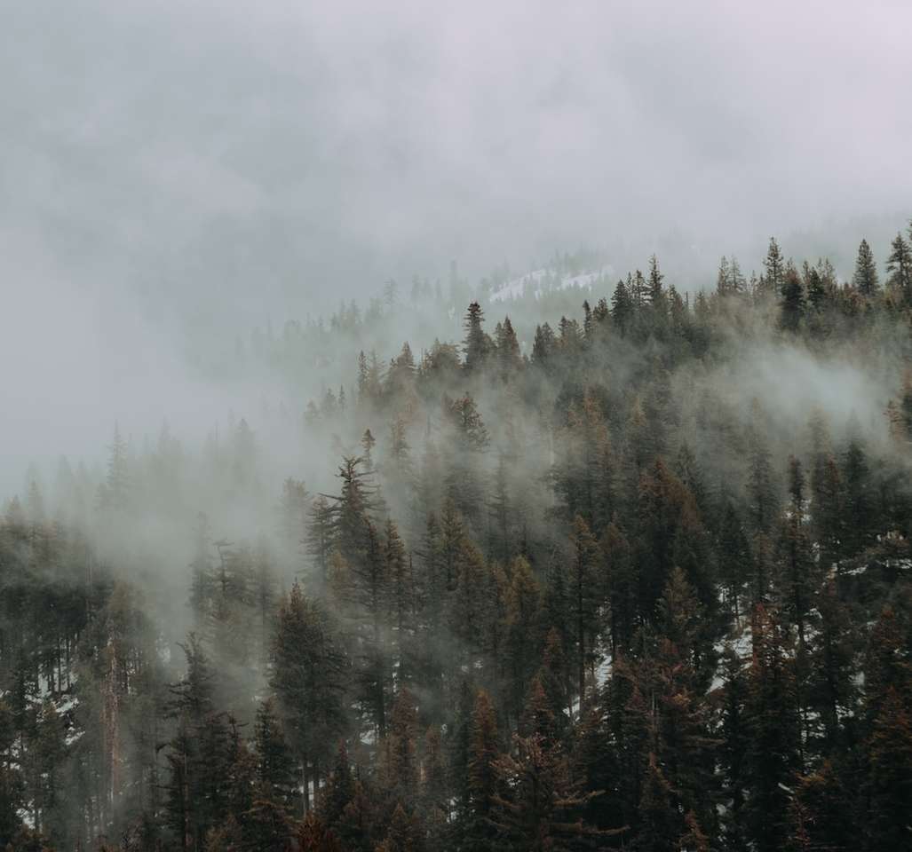зеленые деревья, покрытые туманом пазл онлайн